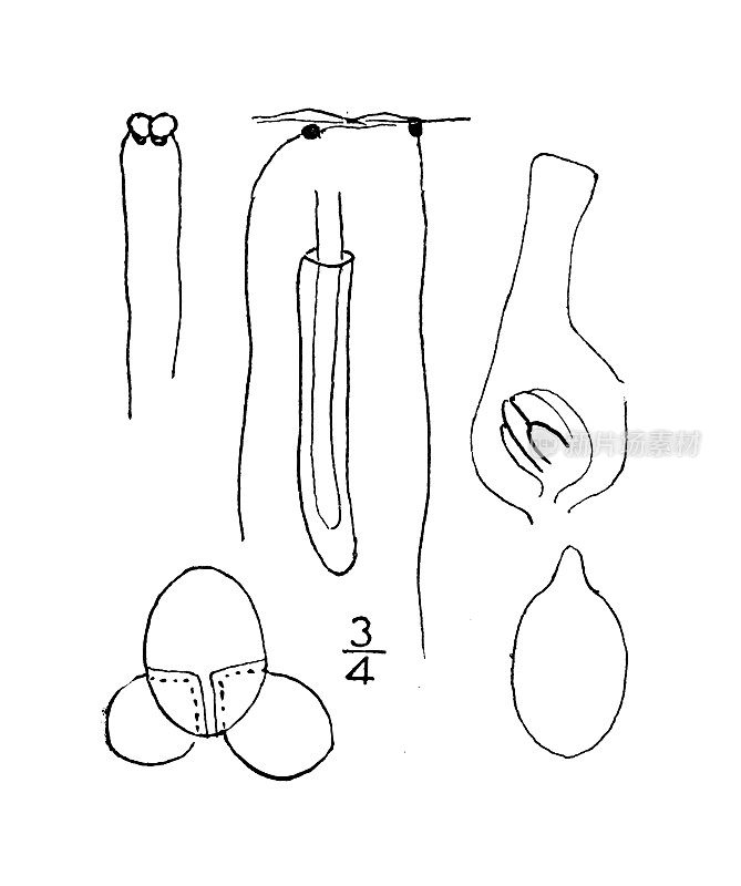 古植物学植物插图:最小Lemna minima，最小浮萍